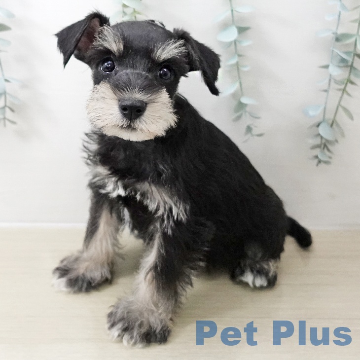 ミニチュア・シュナウザーの写真2