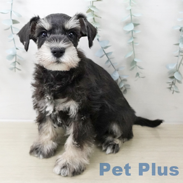 ミニチュア・シュナウザー