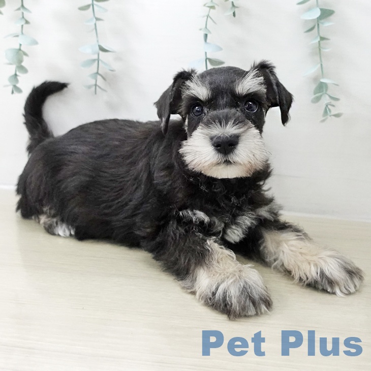 ミニチュア・シュナウザーの写真2