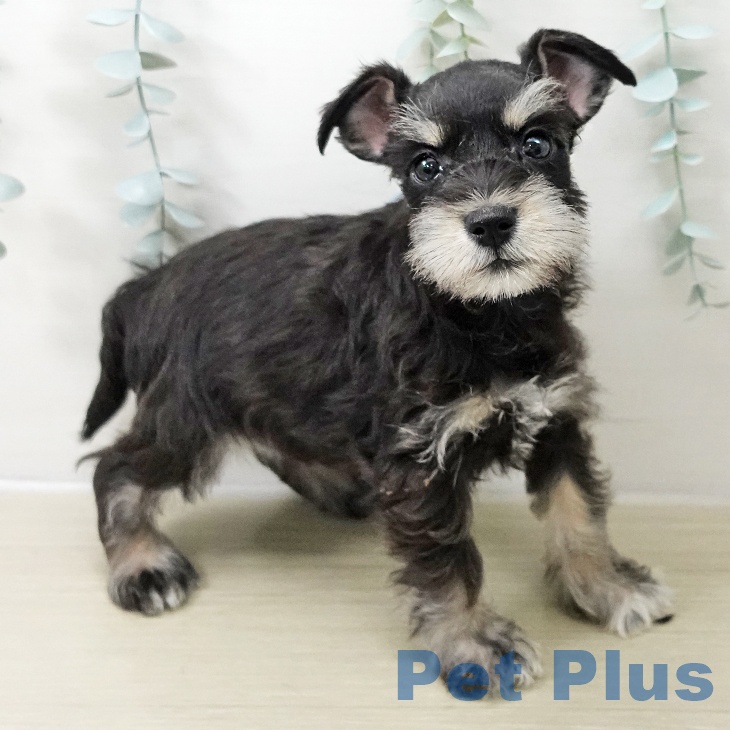 ミニチュア・シュナウザー