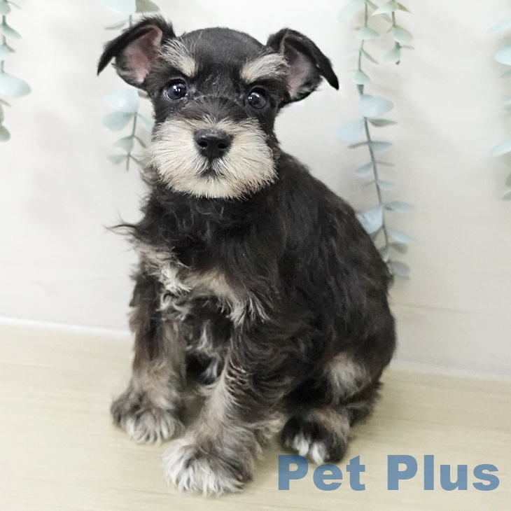 ミニチュア・シュナウザーの写真2