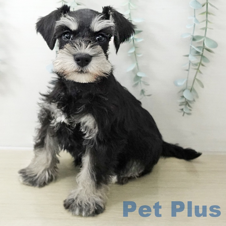 ミニチュア・シュナウザー