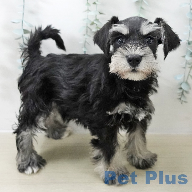 ミニチュア・シュナウザー