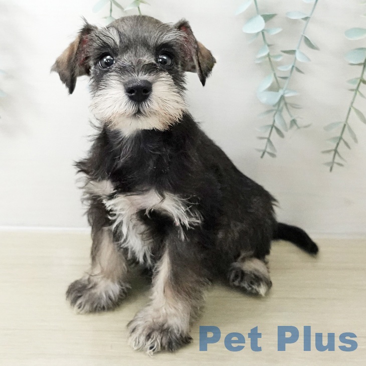 ミニチュア・シュナウザー