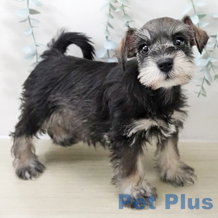 ミニチュア・シュナウザーの写真2