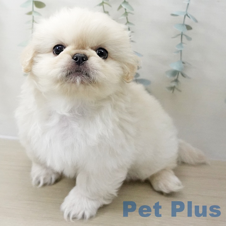 ペキニーズの写真2
