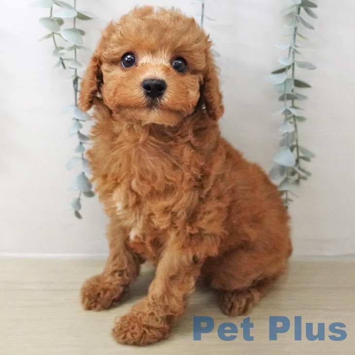 トイ・プードル