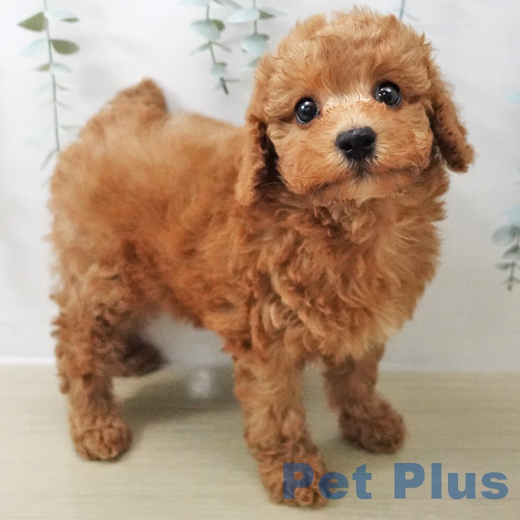 トイ・プードルの写真2