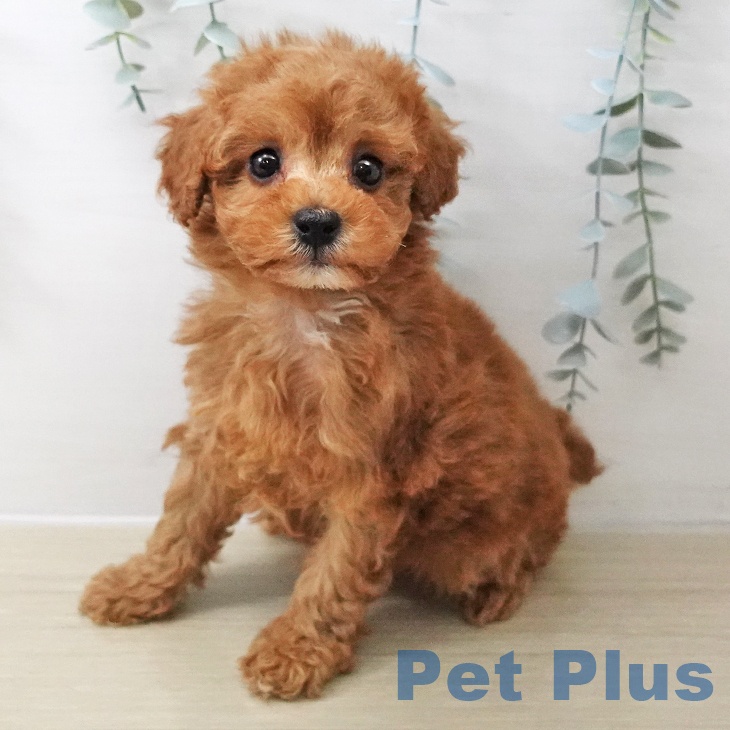 トイ・プードル