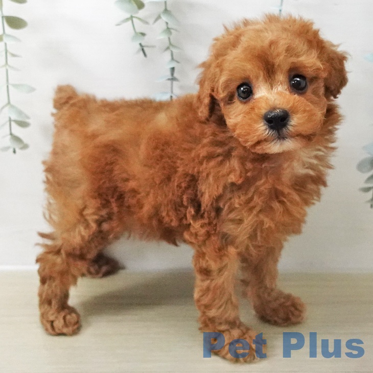 トイ・プードルの写真2