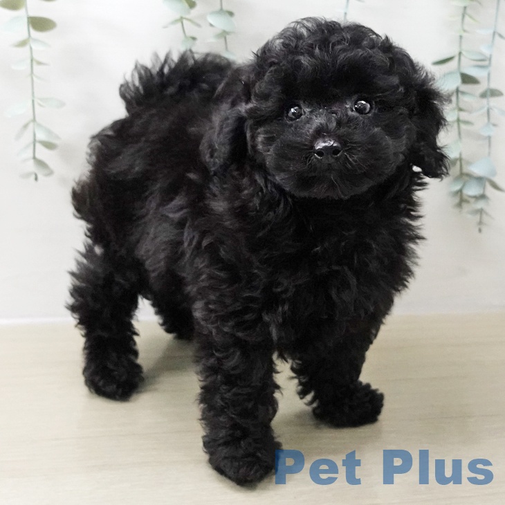 トイ・プードル