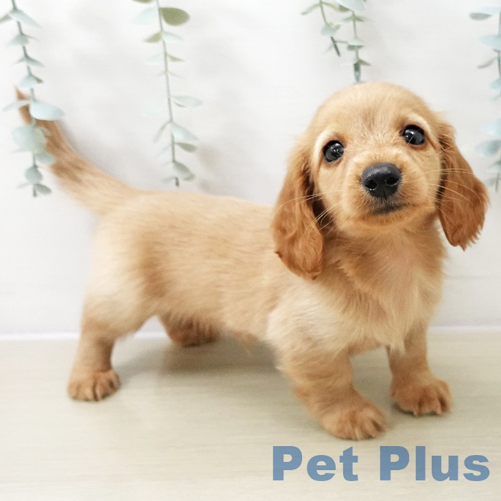 ミニチュア・ダックスフンド