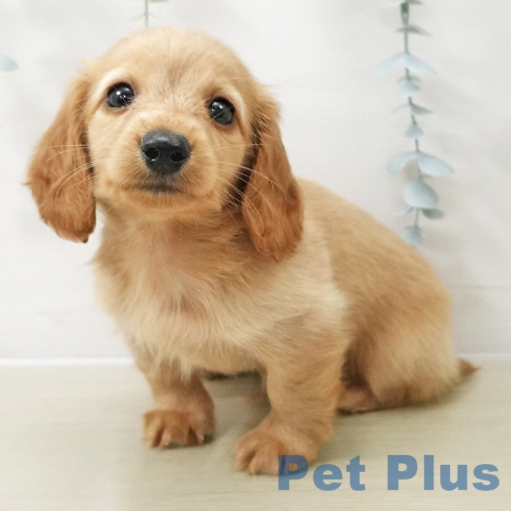 ミニチュア・ダックスフンド