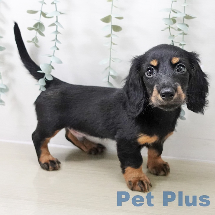 ミニチュア・ダックスフンド