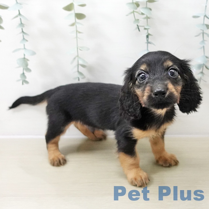 ミニチュア・ダックスフンド