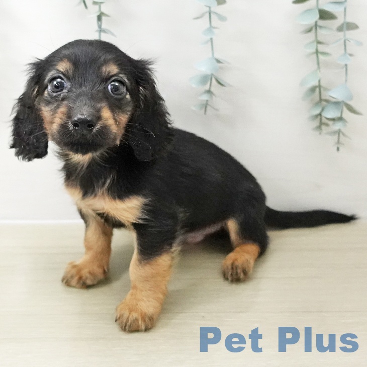 ミニチュア・ダックスフンドの写真2