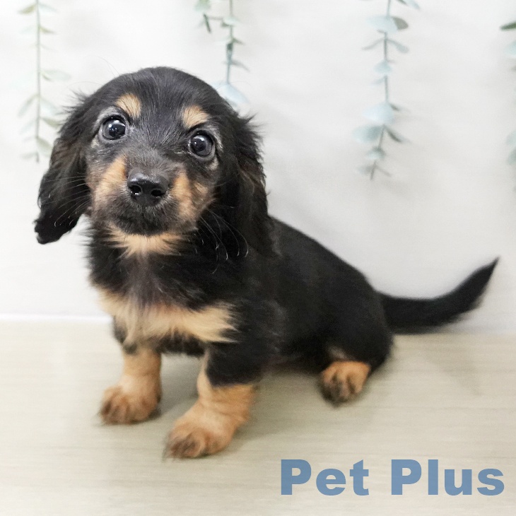 ミニチュア・ダックスフンド