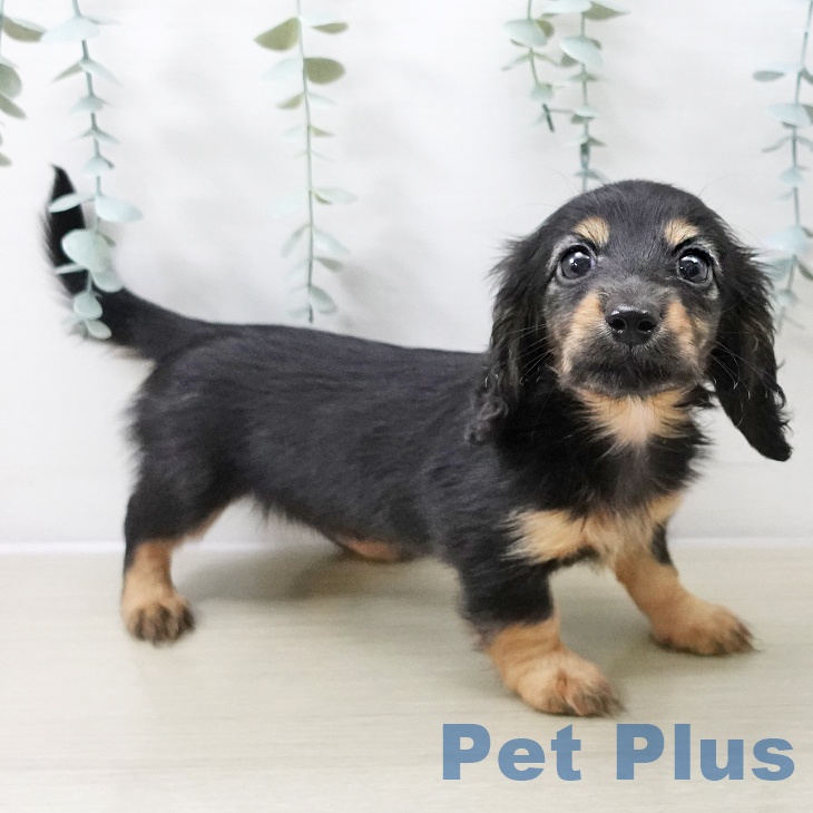 ミニチュア・ダックスフンドの写真2