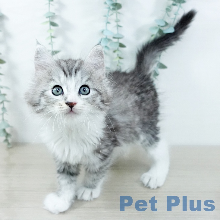 サイベリアンの写真2