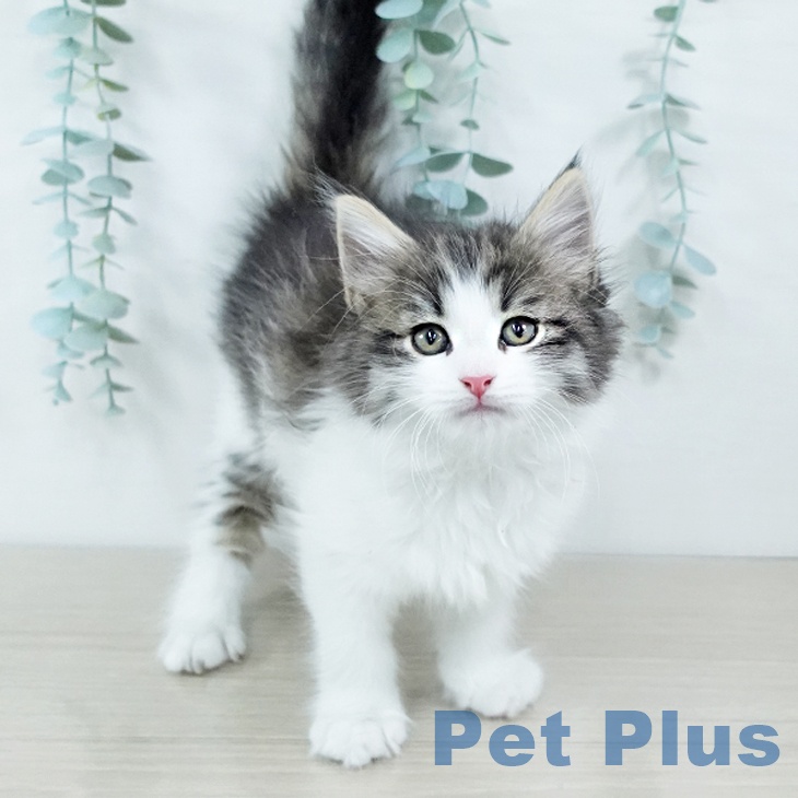 サイベリアンの写真2