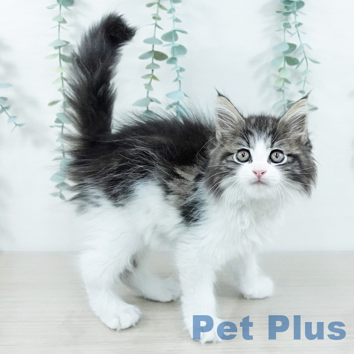 サイベリアンの写真2