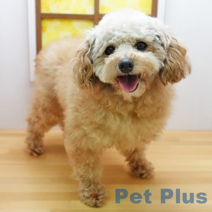 トイ・プードル