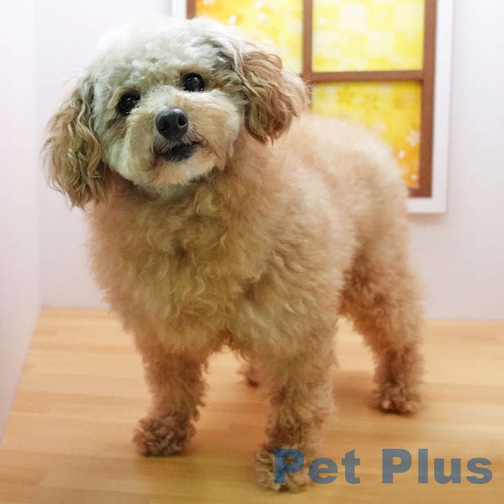 トイ・プードルの写真2