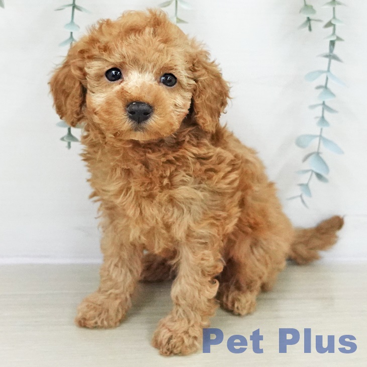 トイ・プードル