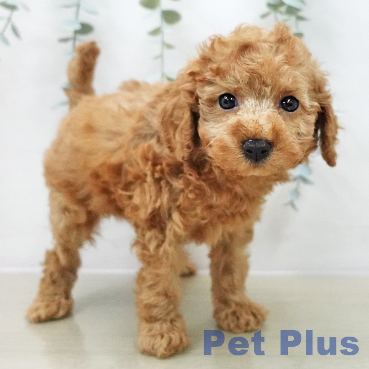 トイ・プードルの写真2