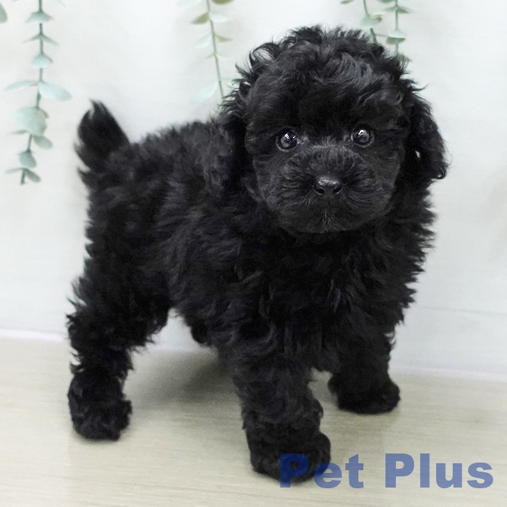 トイ・プードル