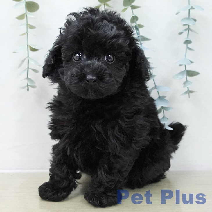 トイ・プードルの写真2