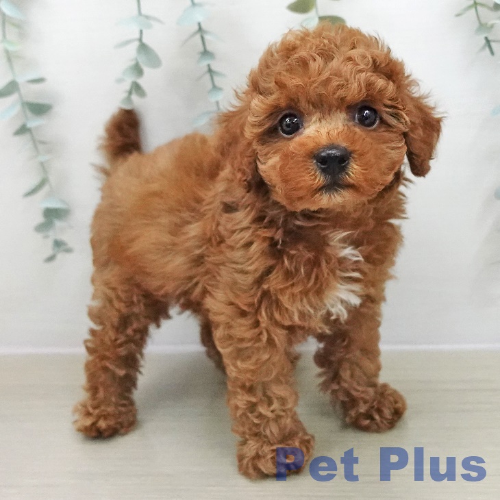 トイ・プードル