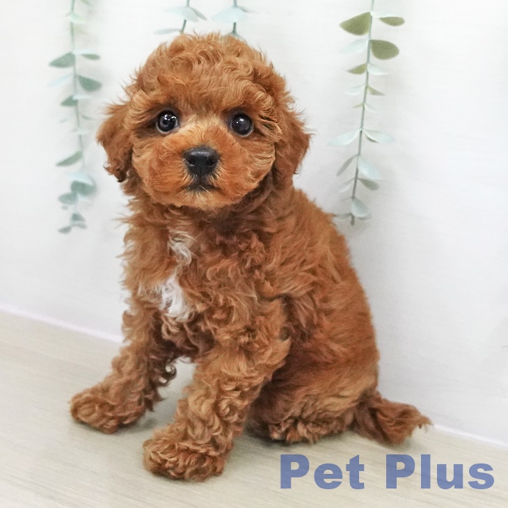 トイ・プードル