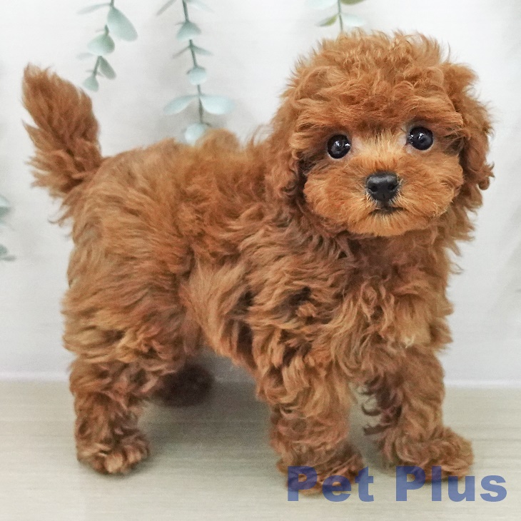 トイ・プードル