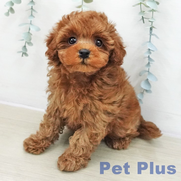 トイ・プードル