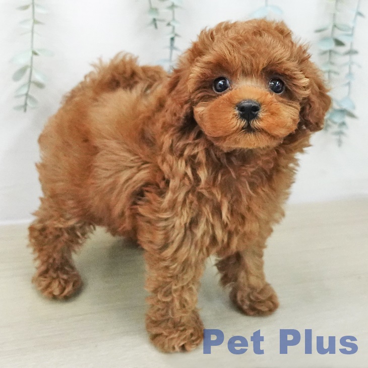 トイ・プードルの写真2