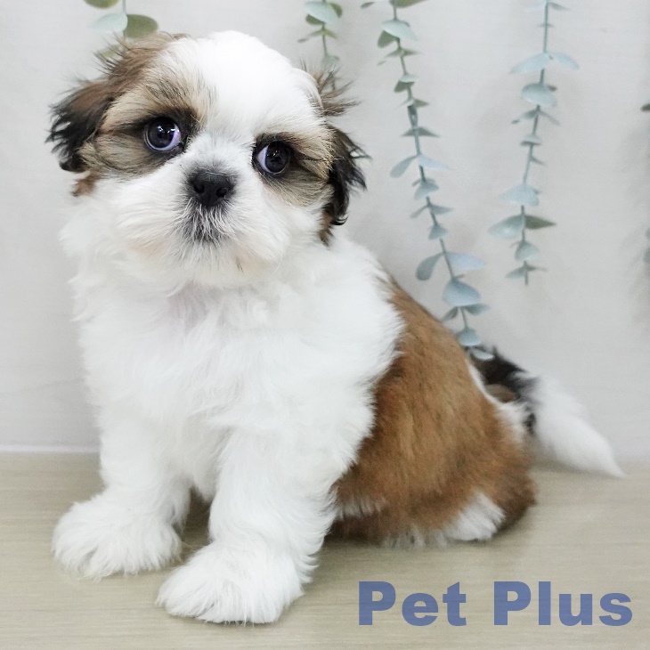 シー・ズーの写真2