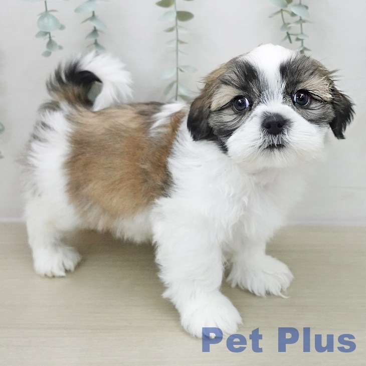 シー・ズーの写真2