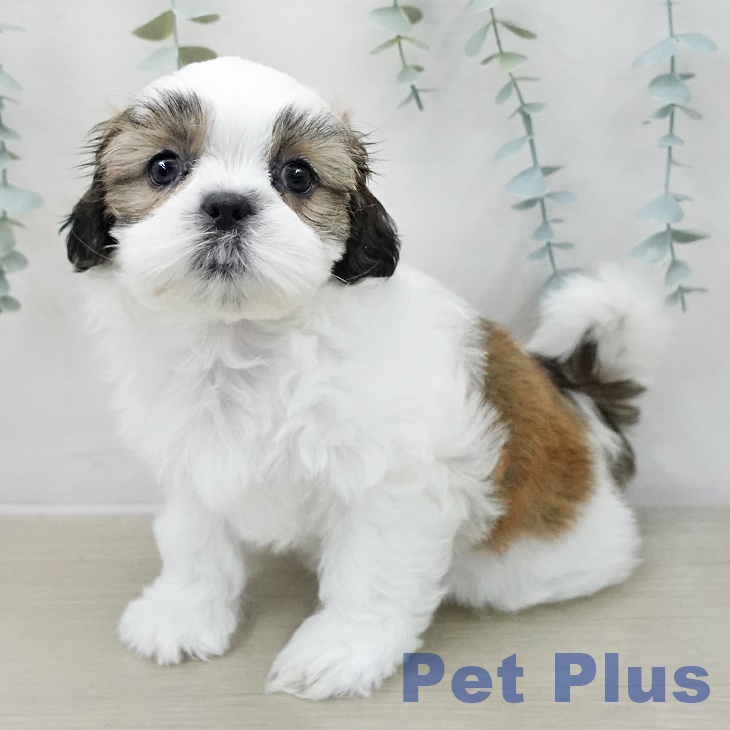 シー・ズーの写真2