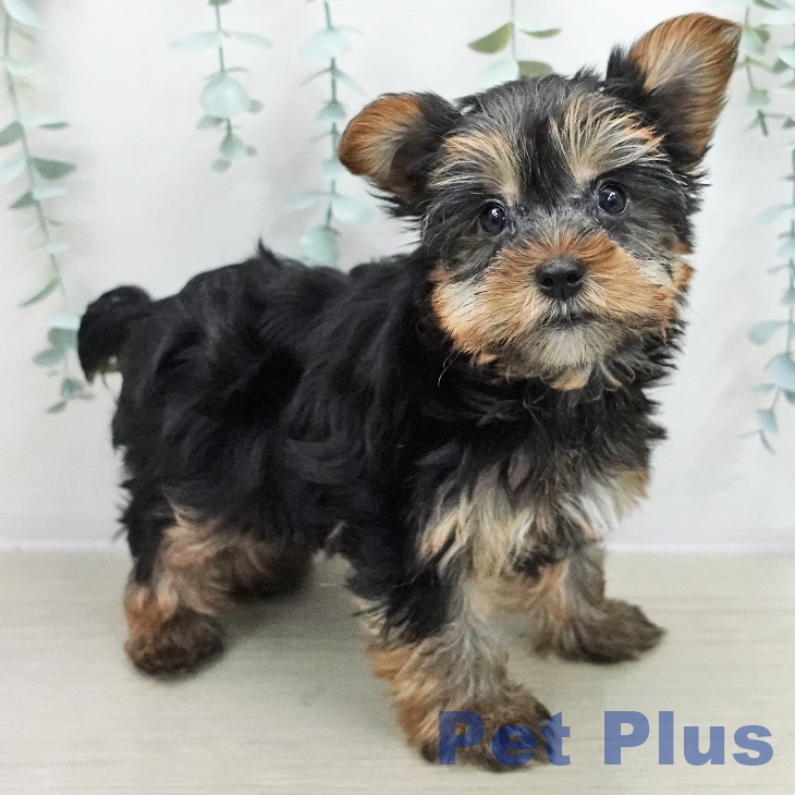 ヨークシャー・テリア