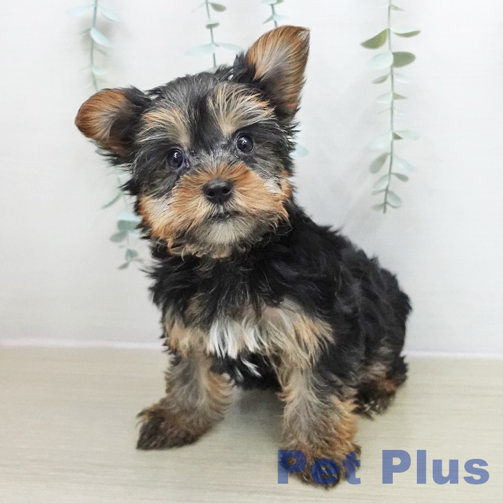 ヨークシャー・テリアの写真2