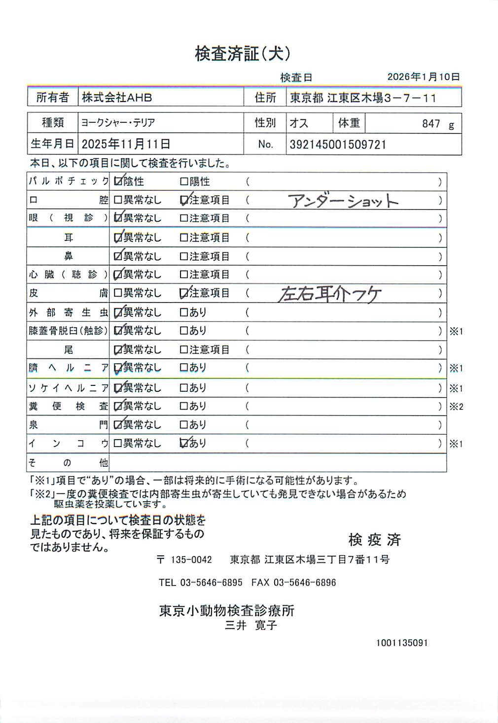 ヨークシャー・テリア