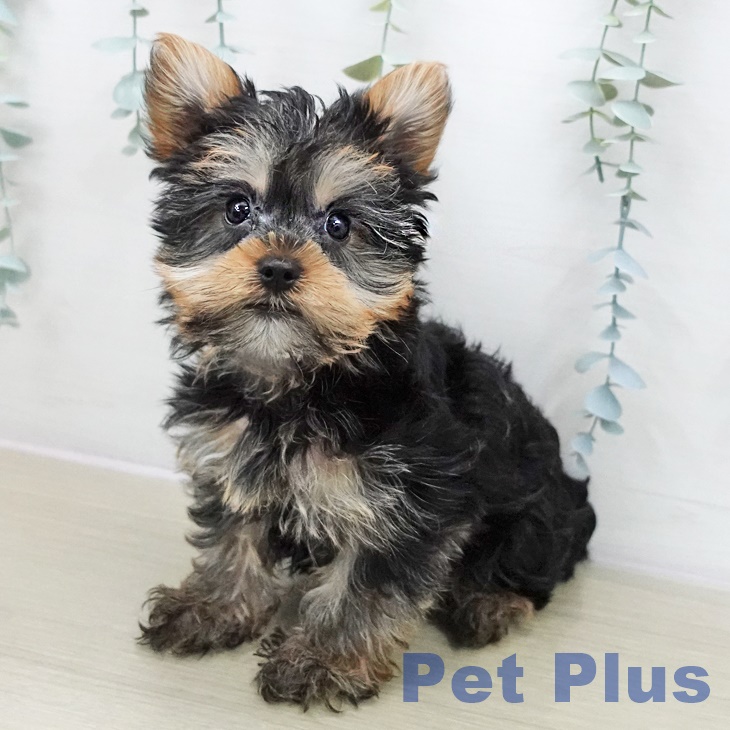 ヨークシャー・テリア