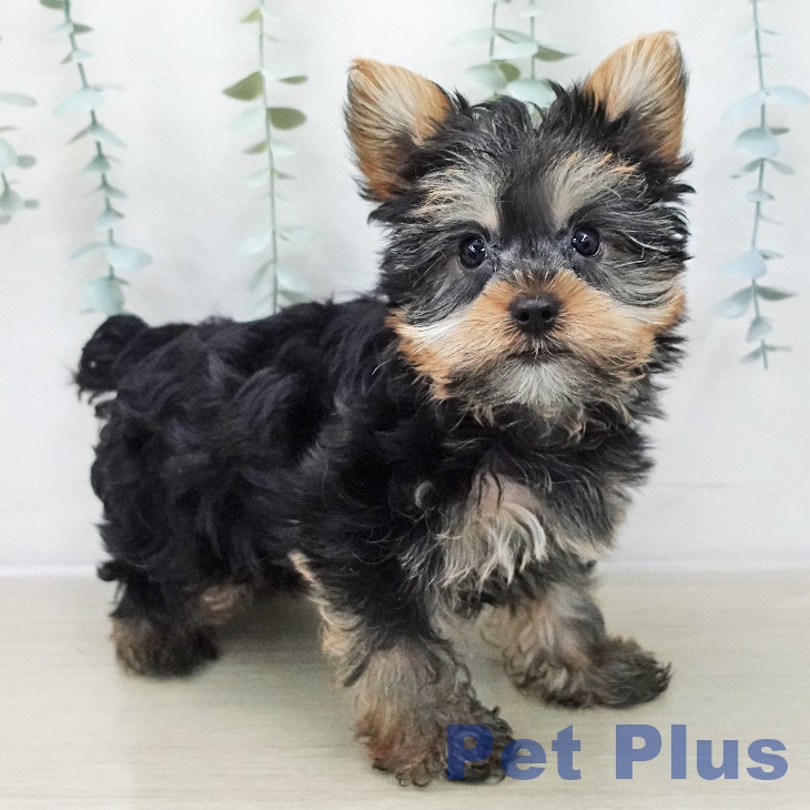 ヨークシャー・テリアの写真2