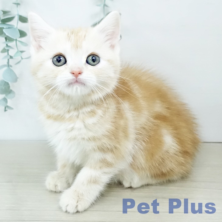 アメリカンショートヘア