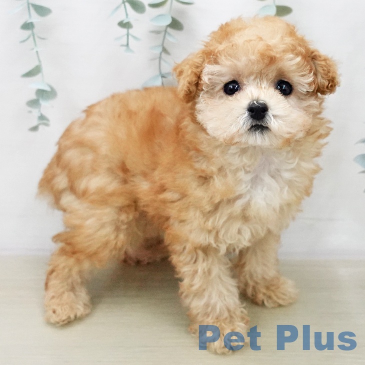 トイ・プードル