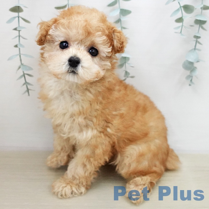 トイ・プードル