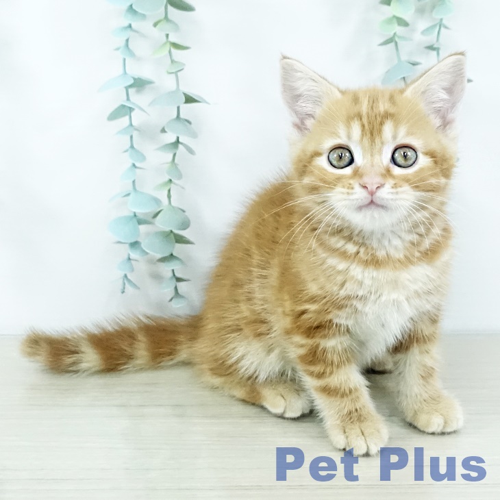 アメリカンショートヘア