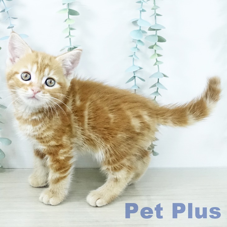 アメリカンショートヘアの写真2