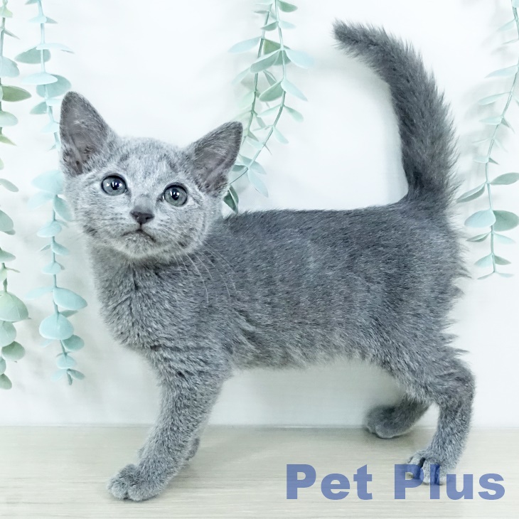 ロシアンブルー